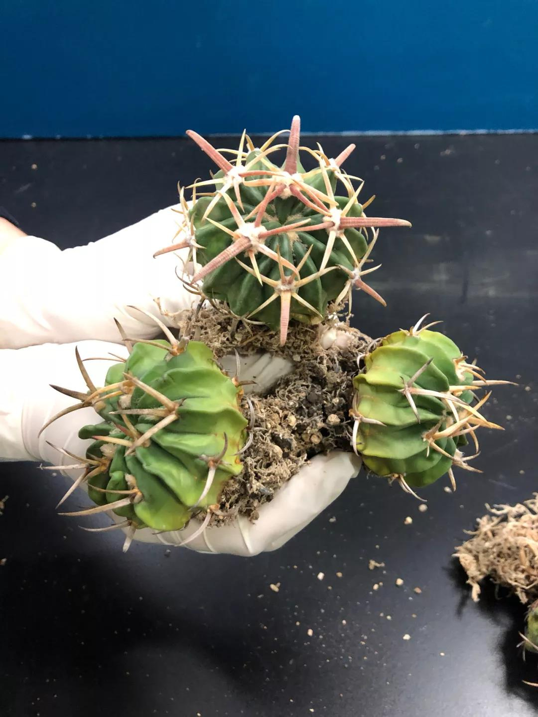 這些 “多肉” 植物不要寄進境了，瀕危！